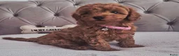 Cavapoo dogs for sale: F1B HEALTH TESTED RUBY CAVERPOOS  - Advert 18