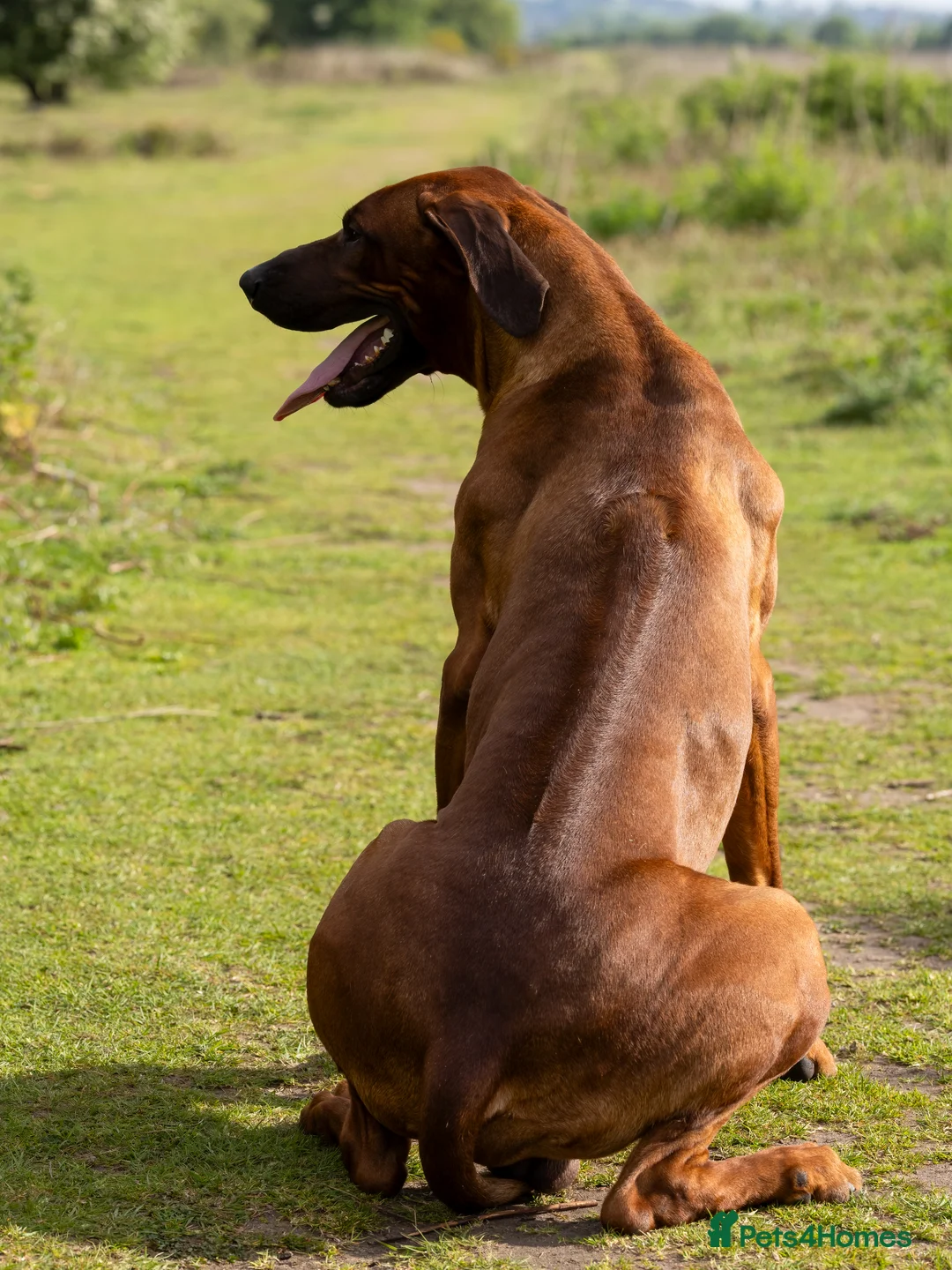 Rhodesian Ridgeback dogs for sale: KC Rhodesian Ridgebacks: Fully Health Tested! - Advert 23