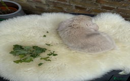 Mini Lop rabbits for sale: Pure Bred Mini Lops For Sale  - Image 9