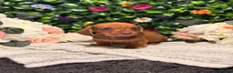 Dachshund dogs for sale: Standard Dachshund Puppies - READY NOW - Advert 32