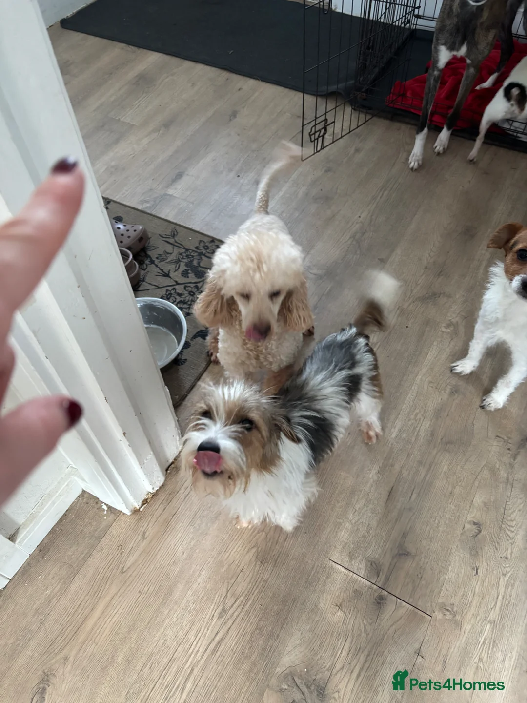 Jack Russell dogs for sale: Jack Russell Puppies in Morpeth - Advert 2