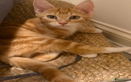 Domestic Shorthair cats for sale: Adorable Male Kitten Looking for Forever Home  - Image 1