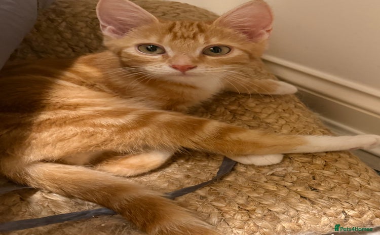 Domestic Shorthair cats - Advert 1