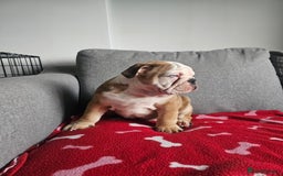 Olde English Bulldogge dogs for sale: English bulldog - Image 1