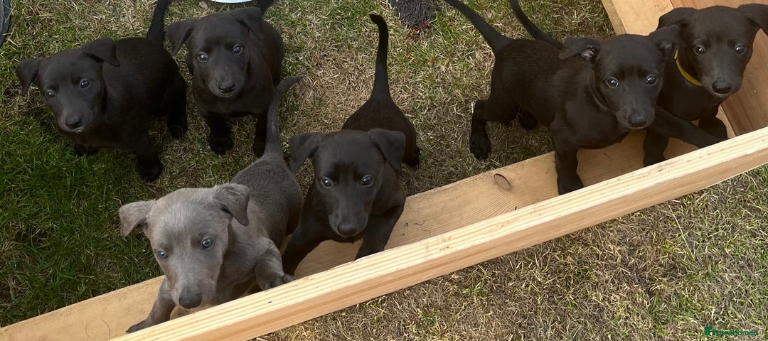 Whippet dogs for sale: 🐾 KC Registered Black Whippet Puppies 🐾 - Image 1
