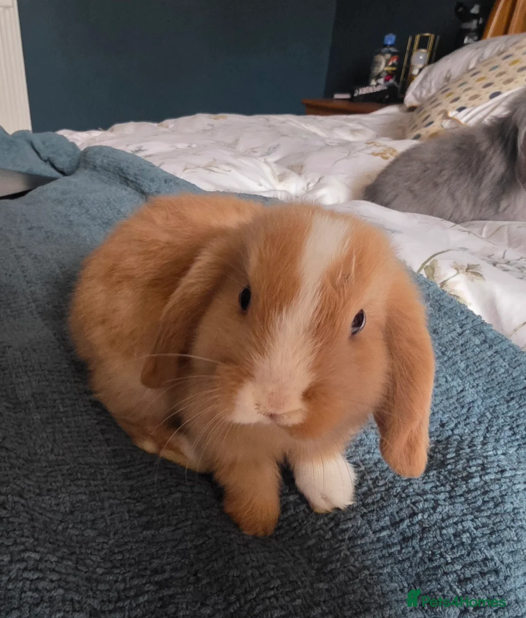Mixed Breed rabbits for sale: 4 Rabbits for Sale - 8 weeks old (£20 each) - Advert 4