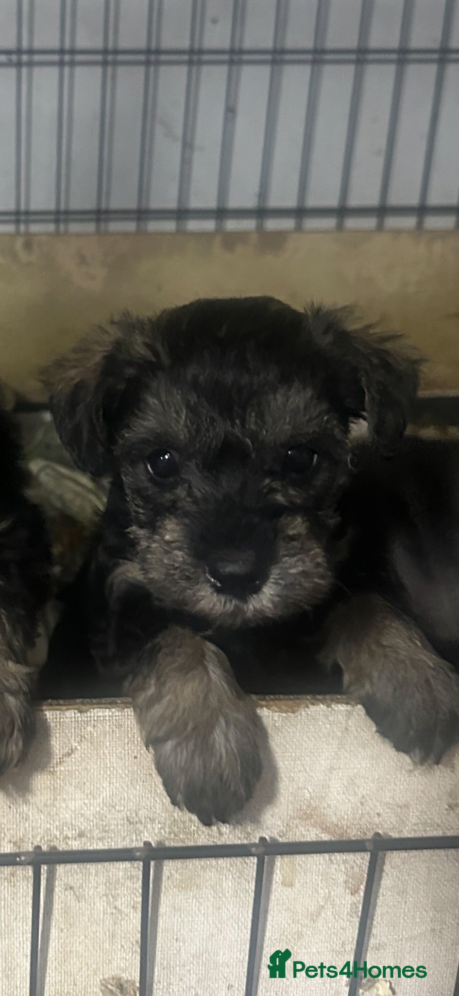 Schnoodle dogs Miniature Schnoodle puppies - Advert 2