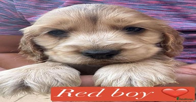 Cocker Spaniel dogs - Advert 5