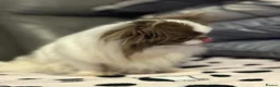 Chihuahua dogs for sale: ✨  **  chihuahua ✨ 1 long haired boy left  - Advert 16