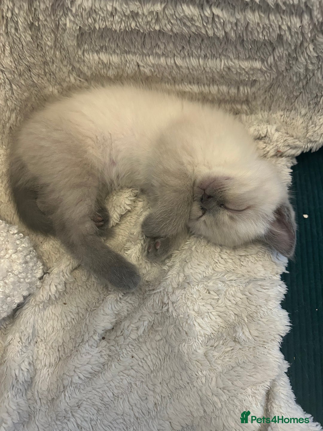 Ragdoll cats for sale: Beautiful Ragdoll x British short hair kittens - Advert 8