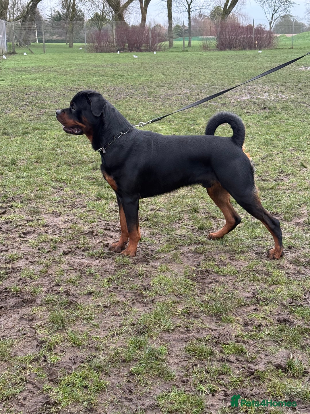 Rottweiler dogs for sale: rottweiler male champions blood lines - Advert 2