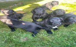 Mixed Breed dogs for sale: Beautiful Spangold puppies  - Image 1