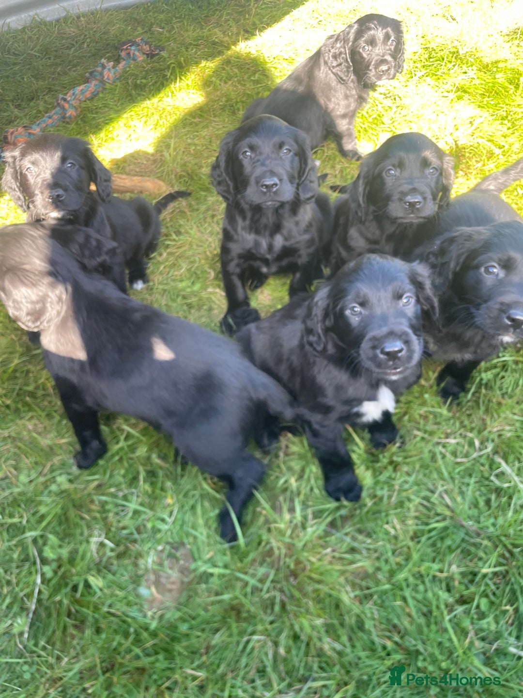 Mixed Breed dogs for sale: Beautiful Spangold puppies  - Image 1