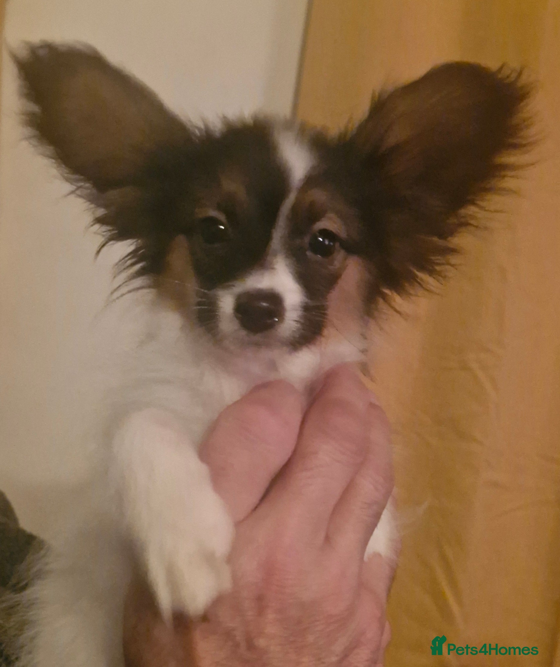 Papillon dogs Kennel Club registered Papillons - Advert 2