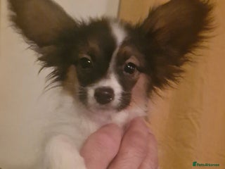 Papillon dogs Kennel Club registered Papillons - Advert 2