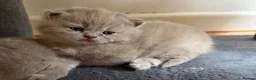British Shorthair cats for sale: Fawn Pure Pedigree GCCF British Short Hair in Reading - Advert 11
