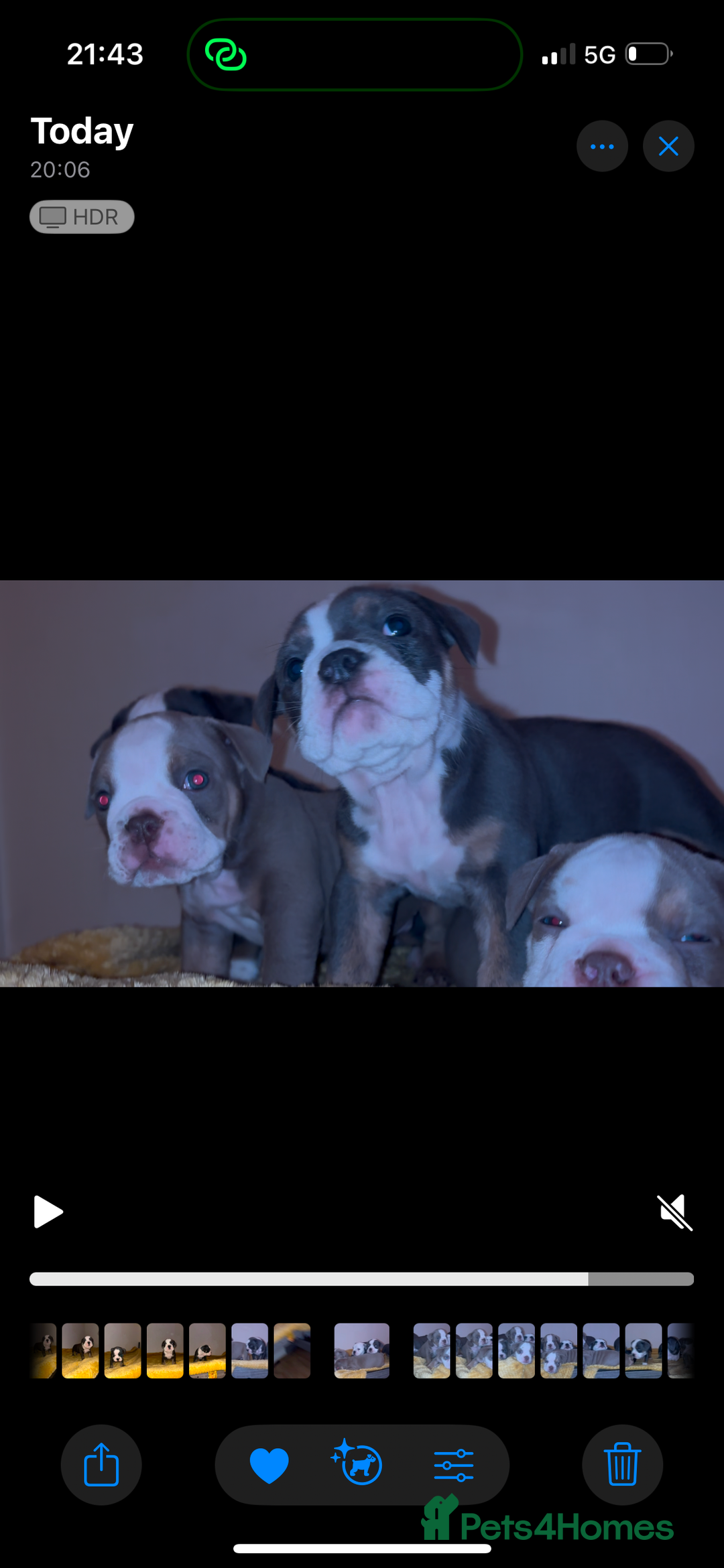 Olde English Bulldogge dogs for sale: Olde English bulldogs puppies  - Image 26