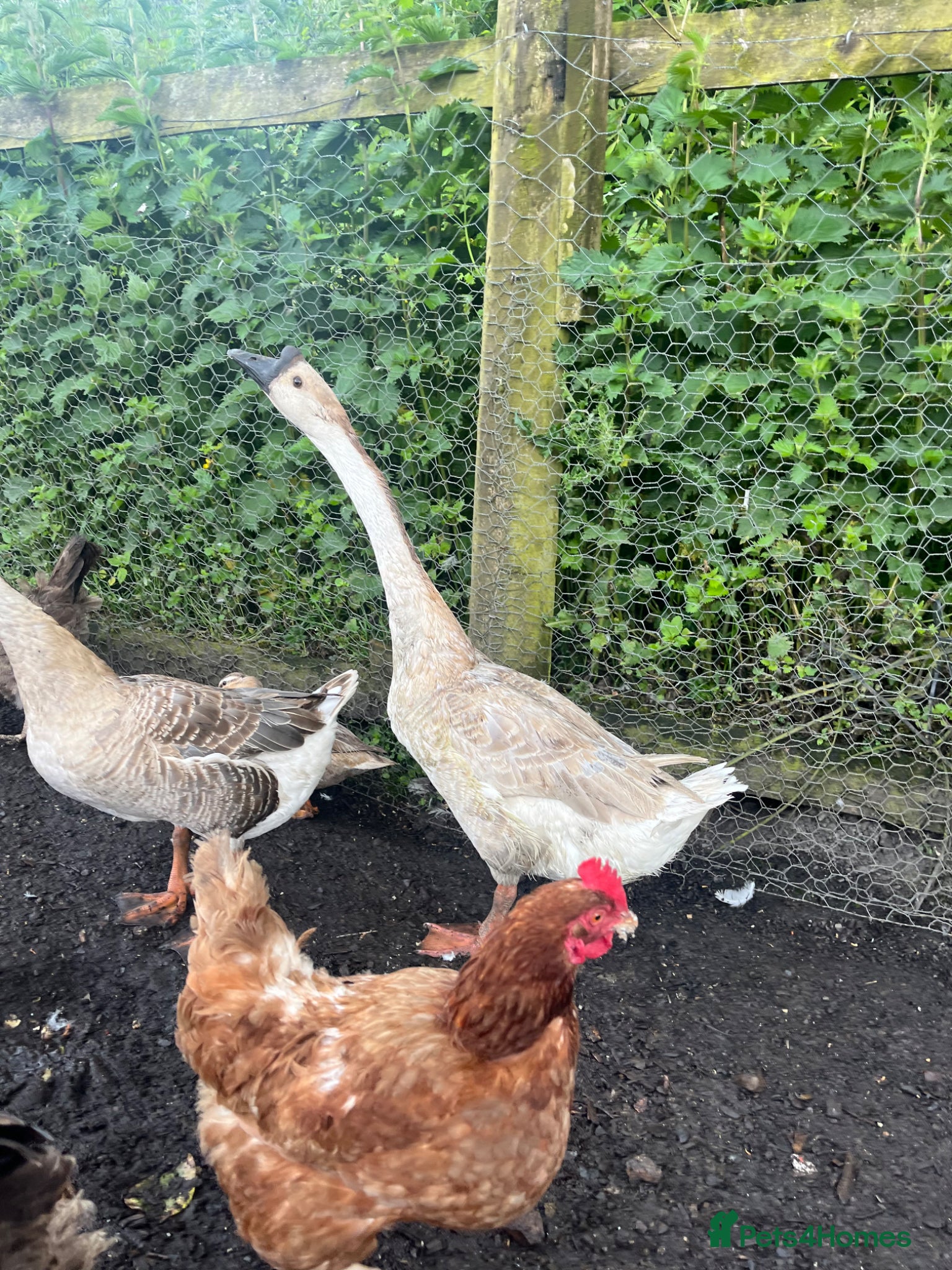 Geese poultry for sale: Year old geese for sale  - Advert 8