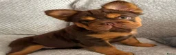 French Bulldog dogs for stud: Fluffy Rojo & Cherry Tan Big** STUD From £500 - Advert 15