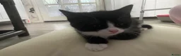 Maine Coon cats for sale: Maine Coon kittens  in Abingdon - Advert 6