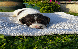 Sprocker dogs for sale: Sprocker Puppies - Image 16