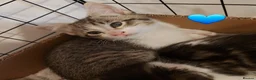 Mixed Breed cats for sale: Tabby Kittens 😸  - Advert 6