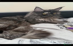 Maine Coon cats for sale: Last 2 Maine coon kittens  - Image 13