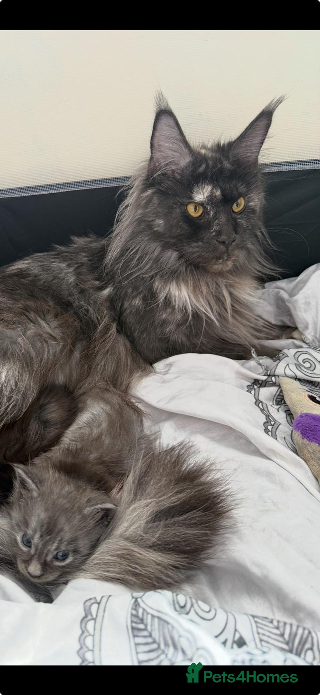 Maine Coon cats for sale: Last 2 Maine coon kittens  - Image 13