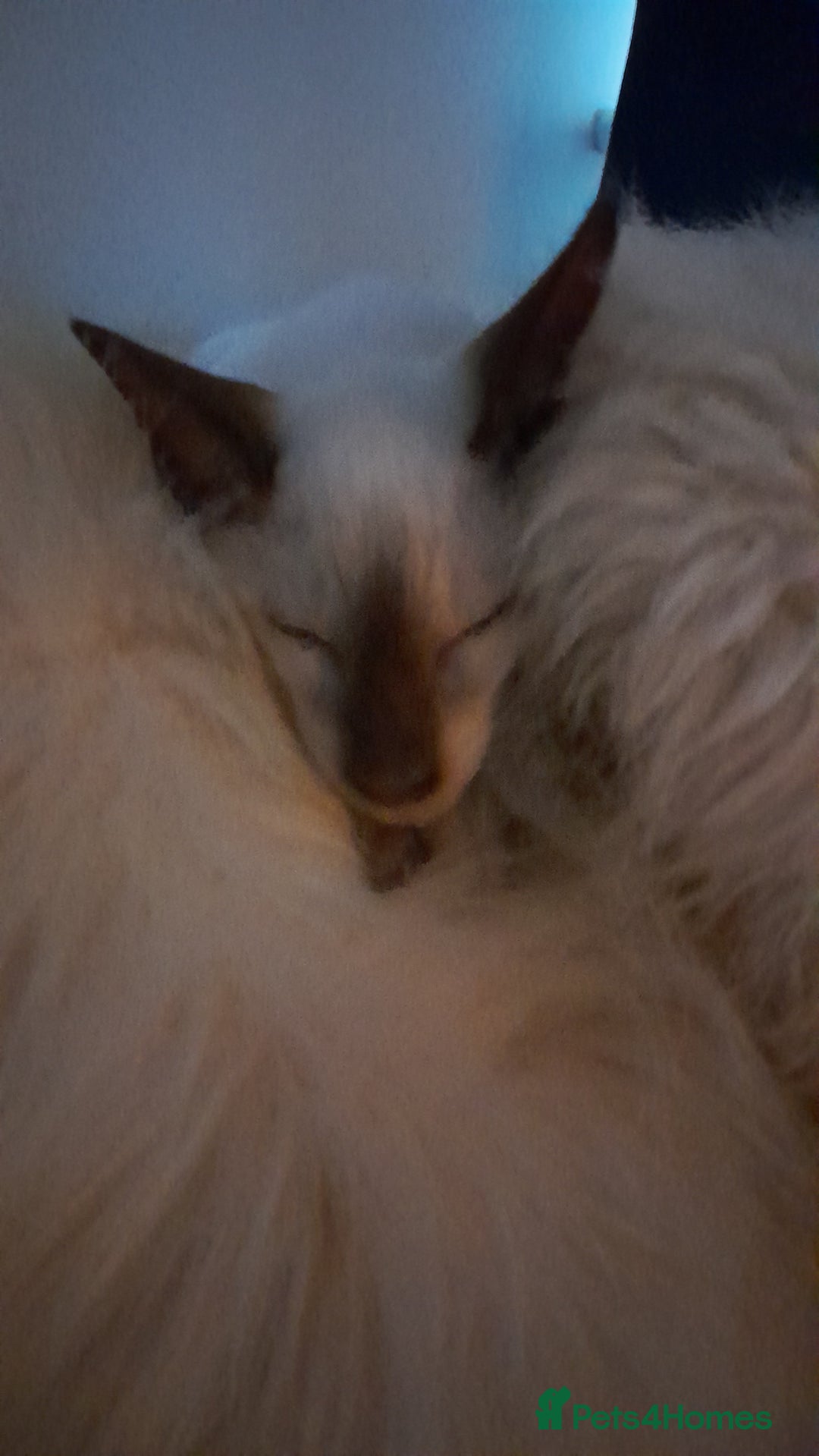 Siamese cats for sale: 3 boys for sale - Advert 8