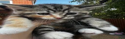 Mixed Breed cats for sale: Adorable Mixed Breed Kittens Ready For New Homes - Advert 25