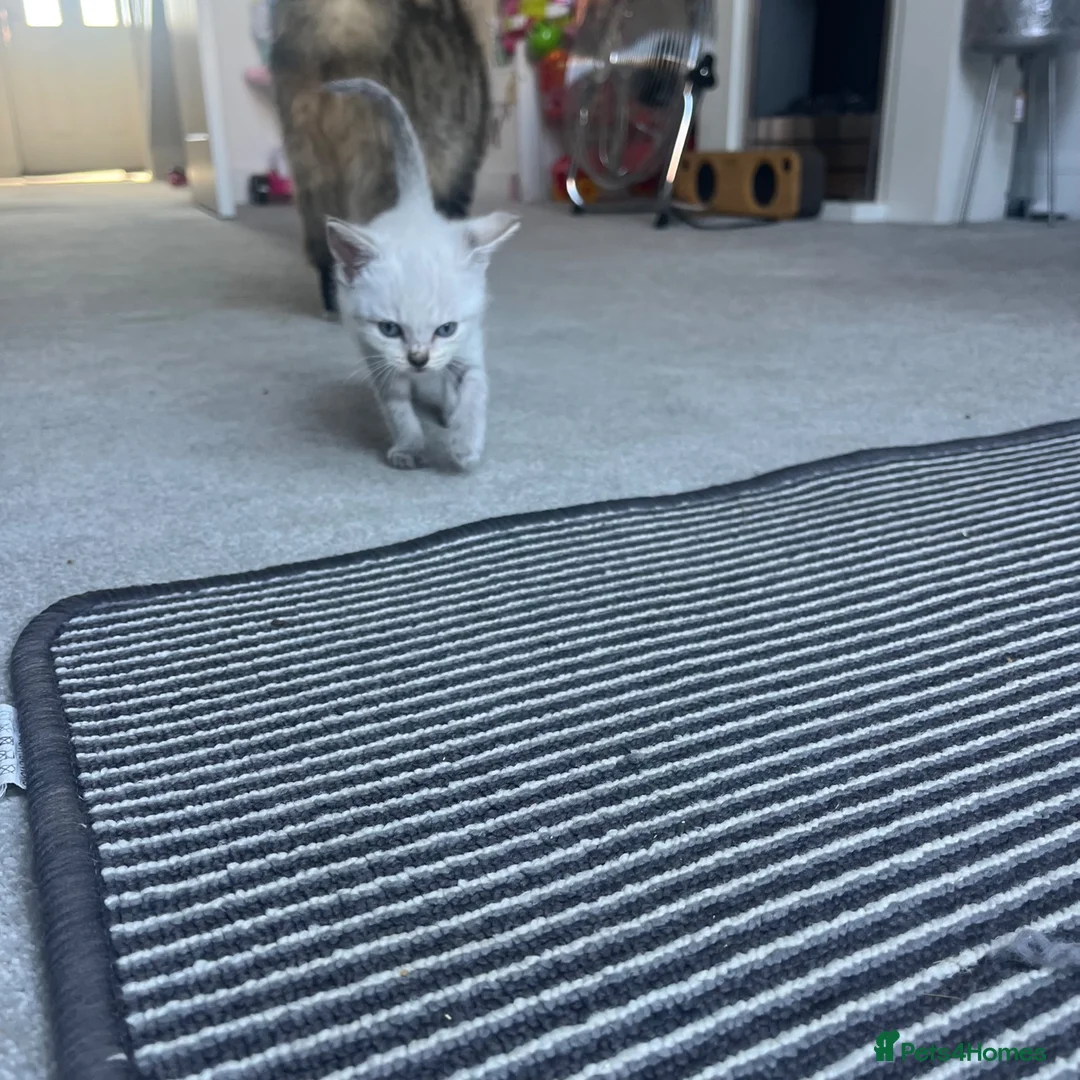 Maine Coon cats for sale: White micro Maine coon  - Advert 3