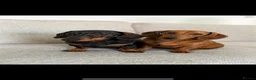 Miniature Dachshund dogs for sale: 2 miniature dachshunds 1 year old - Advert 6