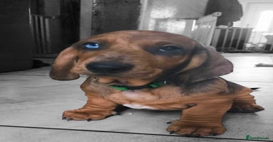 Dachshund dogs in Coventry - Advert 7
