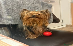 Yorkshire Terrier dogs for sale: Pedigree Yorkshire terrier - Image 10