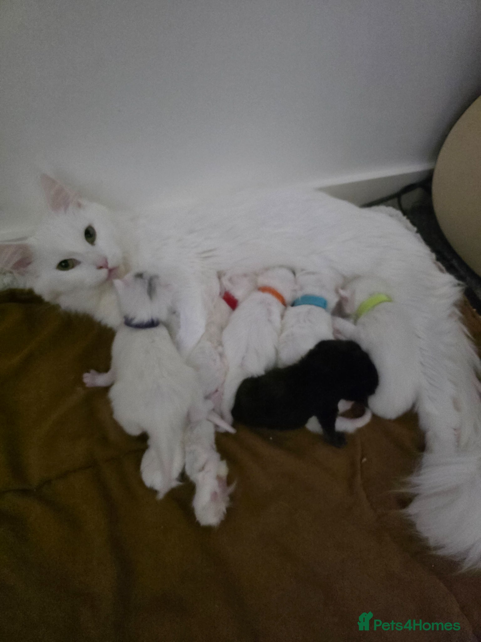 Maine Coon cats Maine coon kittens Russian blood lines - Advert 1
