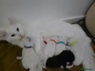 Maine Coon cats Maine coon kittens Russian blood lines - Advert 6