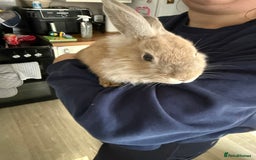 Mixed Breed rabbits for sale: One male rabbit  - Image 8
