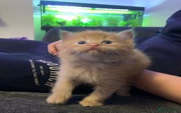 Maine Coon cats for sale: 2 Maine coon cross kittens - Advert 2