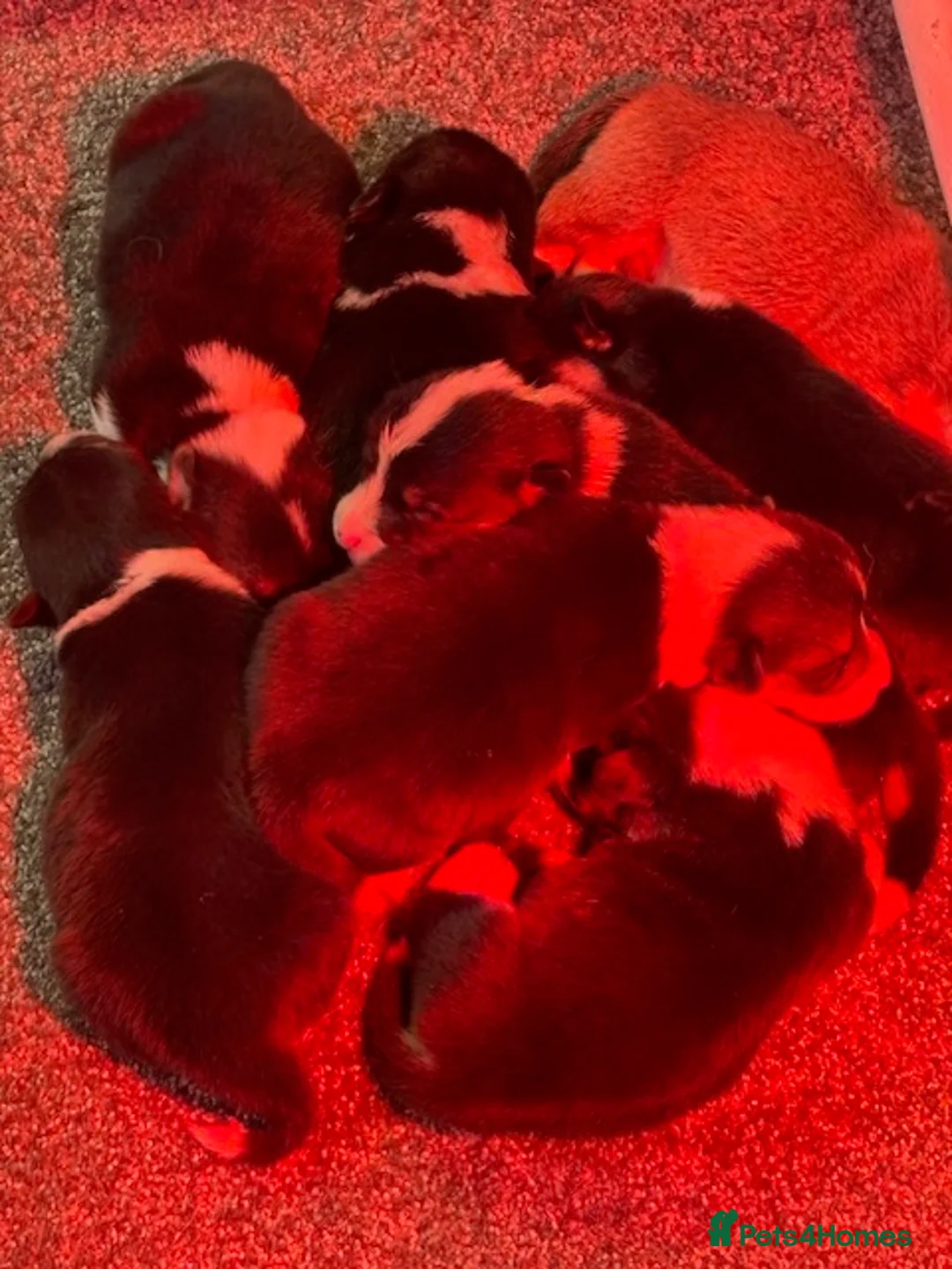 Welsh Corgi Pembroke dogs for sale: KC litter, health tested parents, licensed breeder - Advert 22