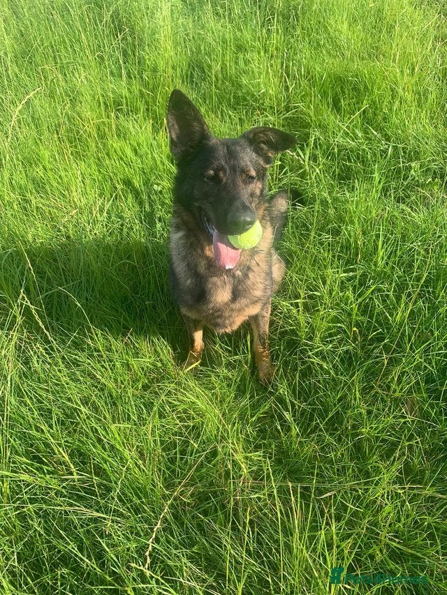 German Shepherd dogs German shepherd- female 6 years old - Advert 4