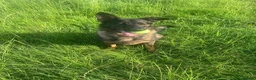 German Shepherd dogs for sale: German shepherd- female 6 years old in Ashbourne - Advert 1