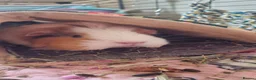 Guinea Pig rodents for sale: 2 free female guinea pigs and free indoor cage in Wigan - Advert 2