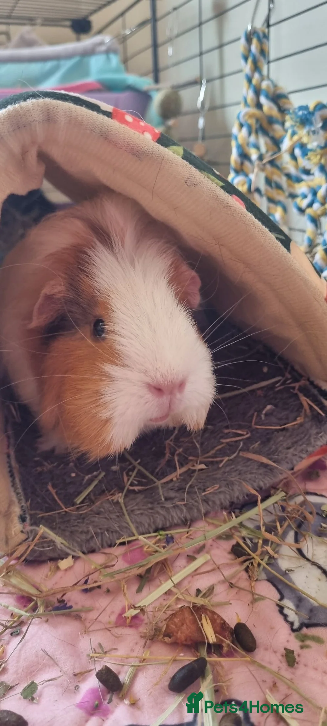 Guinea Pig rodents for sale: 2 free female guinea pigs and free indoor cage in Wigan - Advert 2
