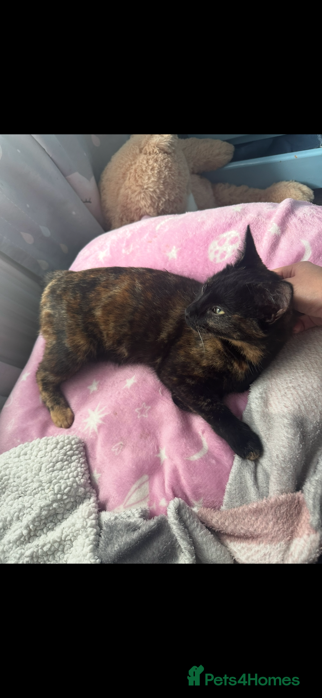 Domestic Shorthair cats for sale: Domestic Shorthair Cat - Advert 2