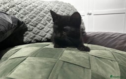 Mixed Breed cats for sale: 3 beautiful kittens for sale  - Image 4