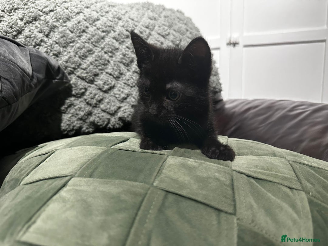 Mixed Breed cats for sale: 3 beautiful kittens for sale  - Image 4