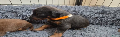 Dobermann 2