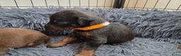 Dobermann dogs for sale: Healthy, happy Dobermann puppies available - Advert 14