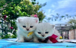 British Shorthair cats for sale: READY NOW ‼️🏆CHAMPIONS Bloodline BSH GCCF. - Image 20