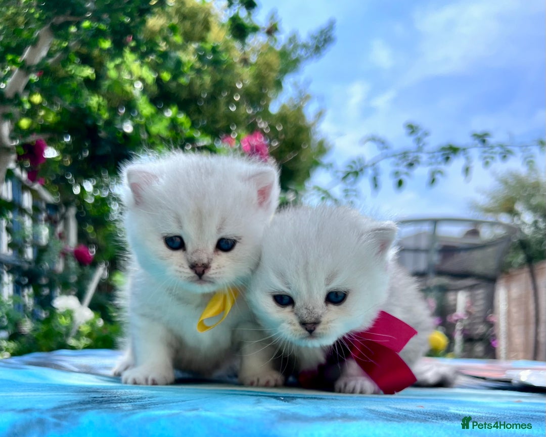 British Shorthair cats for sale: READY NOW ‼️🏆CHAMPIONS Bloodline BSH GCCF. - Image 20
